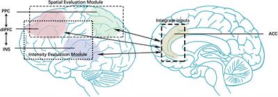 The Altered Functional Connectivity With Pain Features Integration and Interaction in Migraine Without Aura